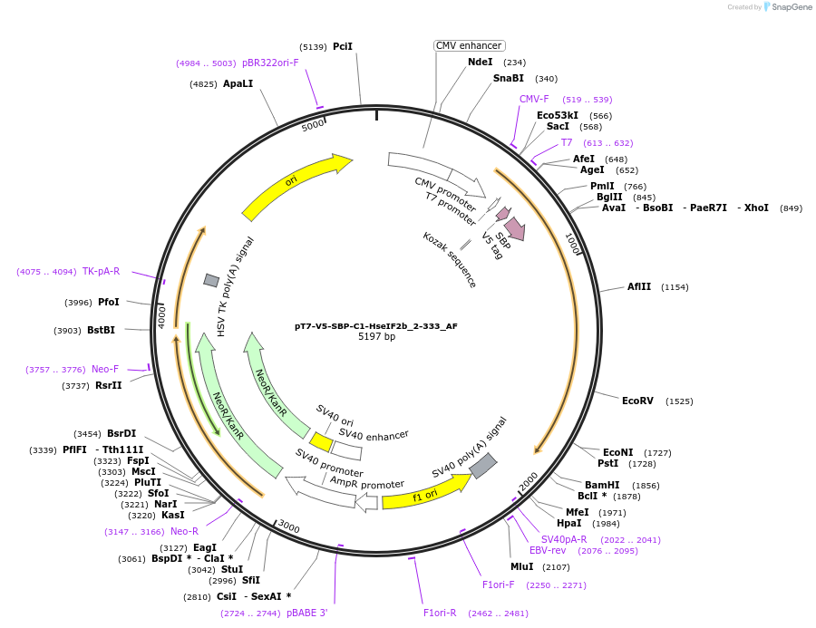 148684-plasmid-map-sequence-id-291132