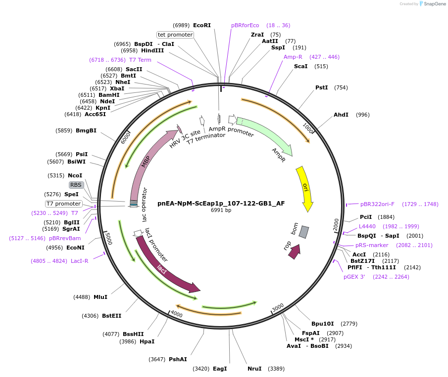 148712-plasmid-map-sequence-id-291160