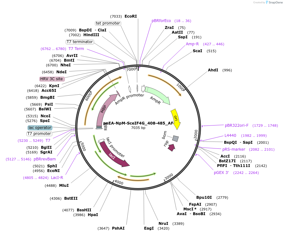 148713-plasmid-map-sequence-id-291161