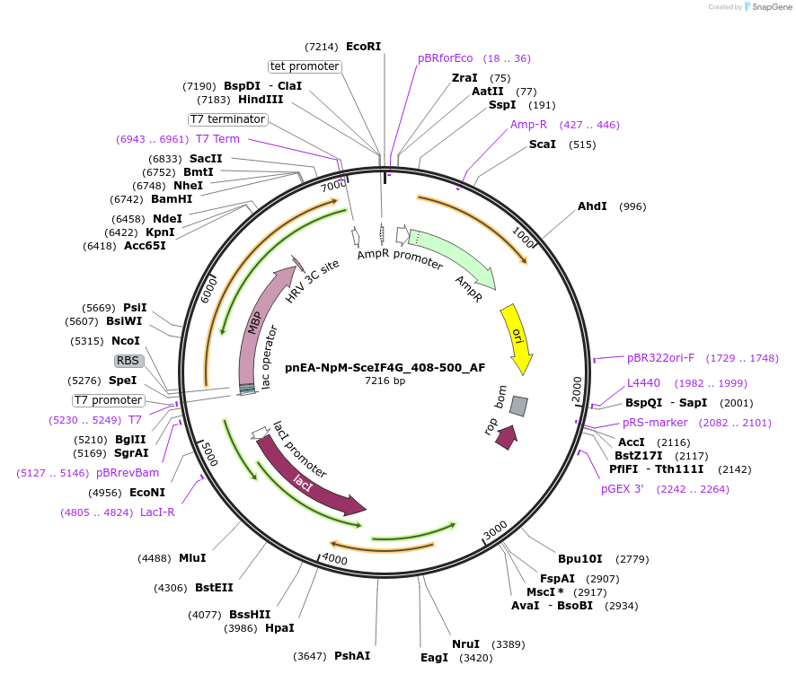 148714-plasmid-map-sequence-id-291162