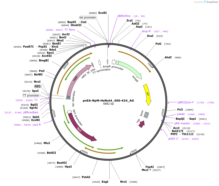 148790-plasmid-map-sequence-id-291238