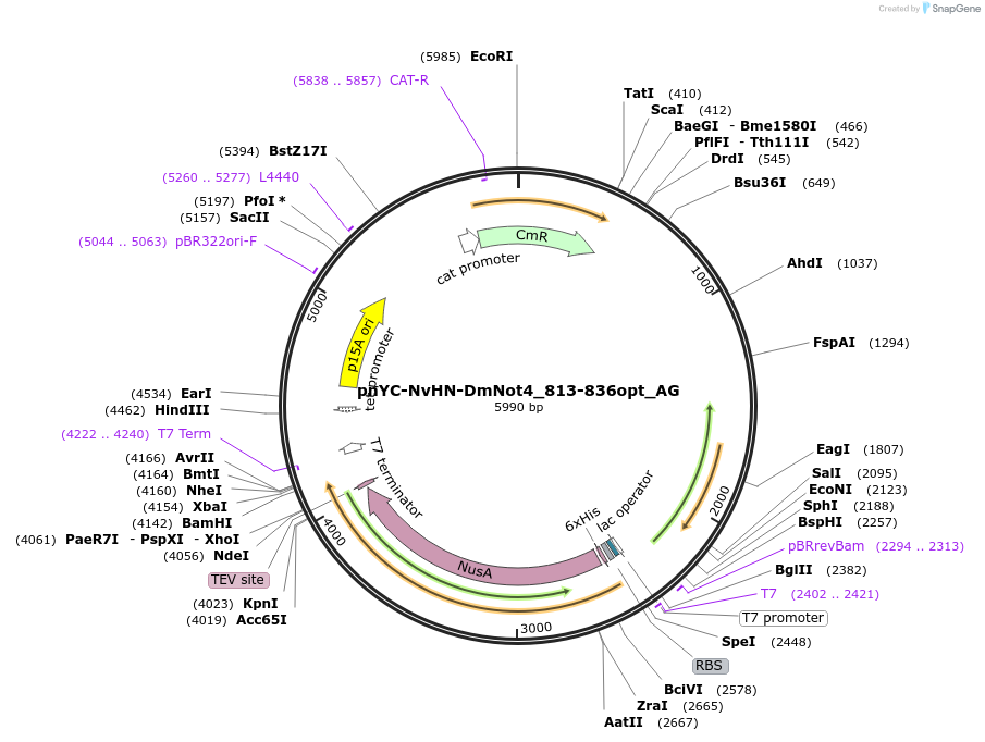 148793-plasmid-map-sequence-id-291241