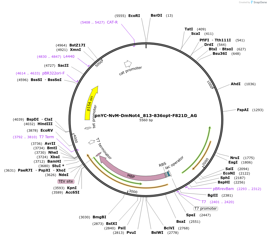 148794-plasmid-map-sequence-id-291242