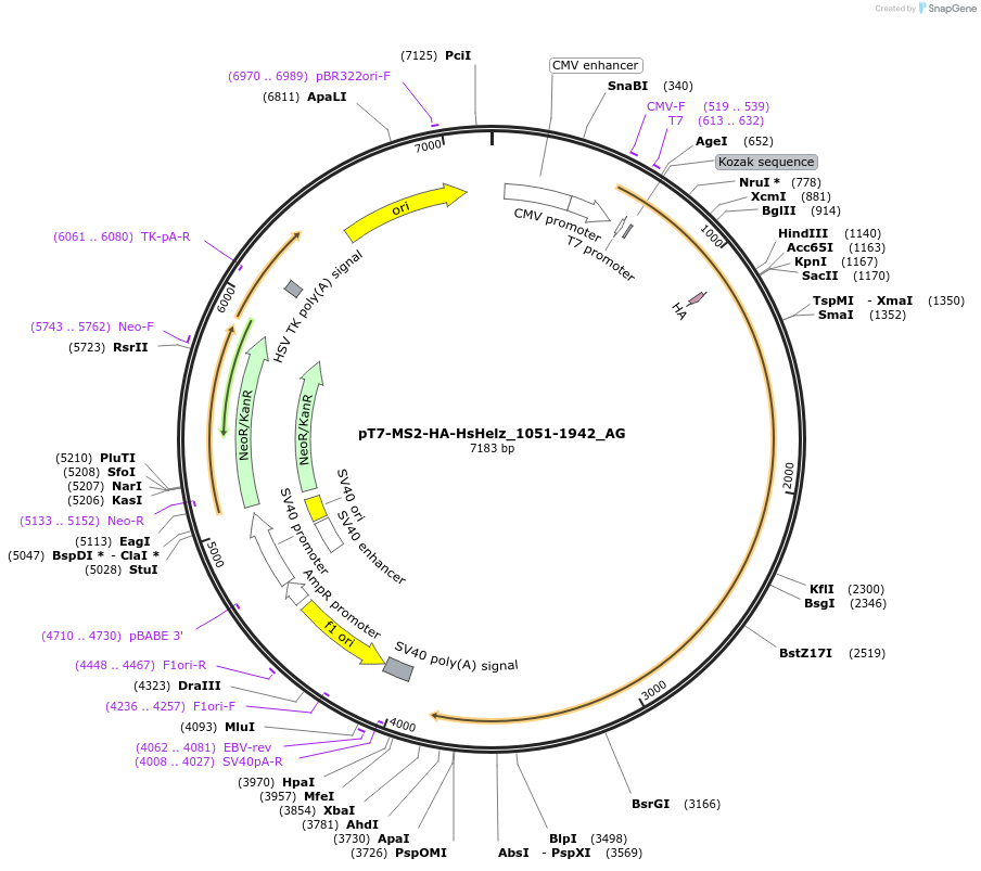 148807-plasmid-map-sequence-id-291255