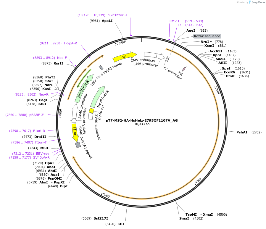 148809-plasmid-map-sequence-id-291257