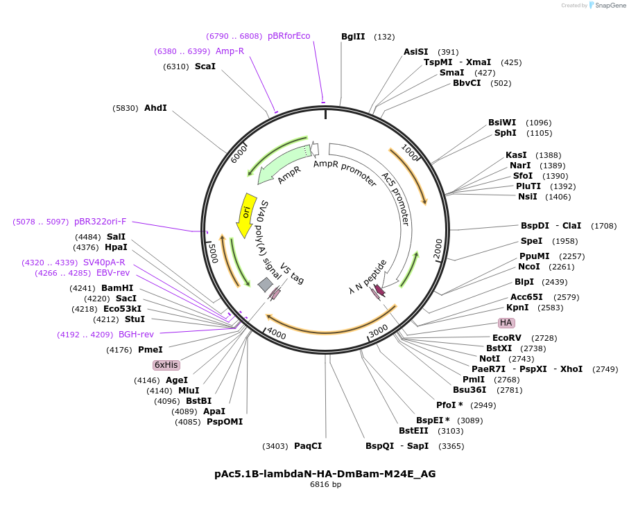 148825-plasmid-map-sequence-id-291273
