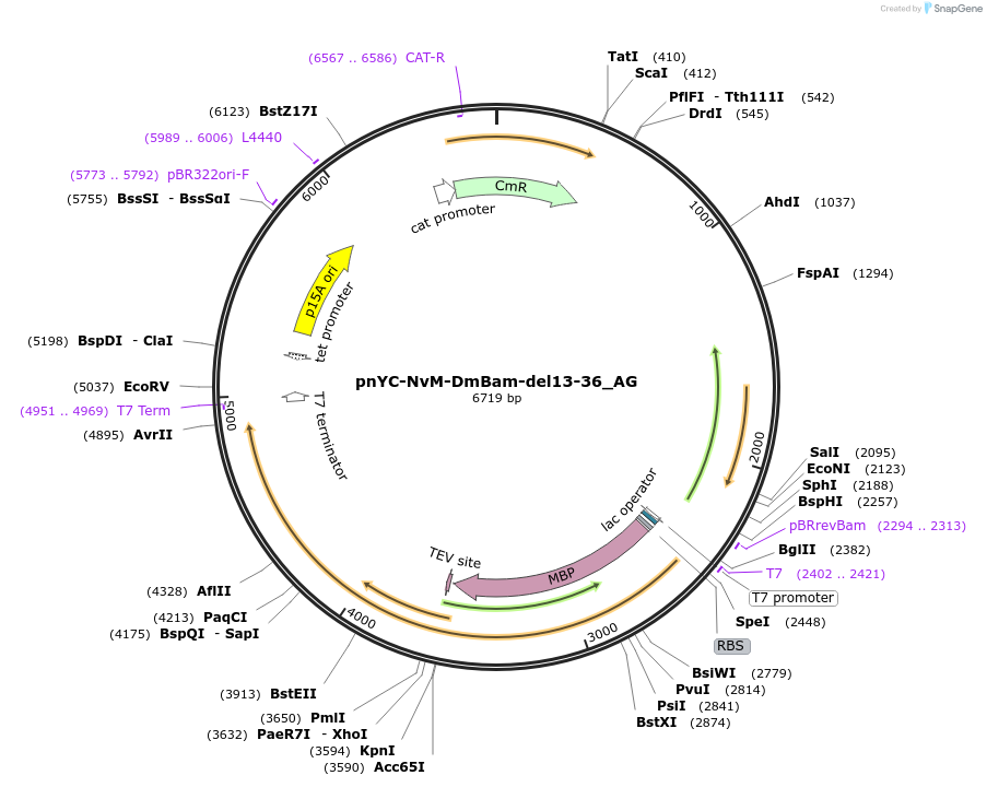 148834-plasmid-map-sequence-id-291282