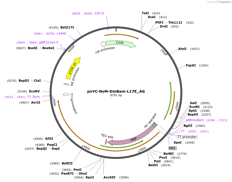 148835-plasmid-map-sequence-id-291283
