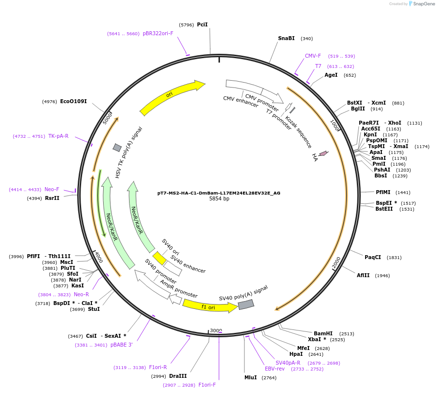 148838-plasmid-map-sequence-id-291286