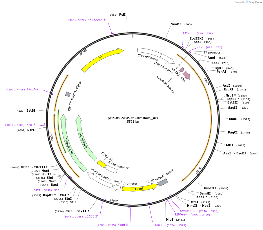 148840-plasmid-map-sequence-id-291288