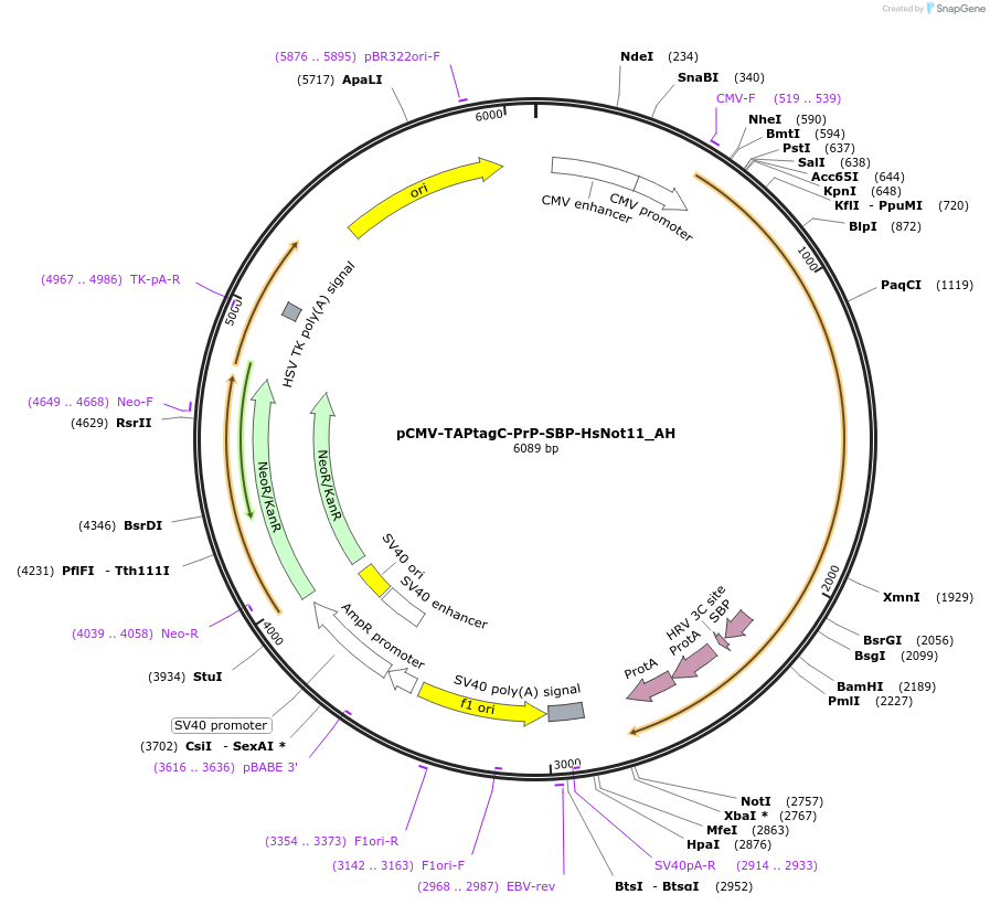 148845-plasmid-map-sequence-id-291293