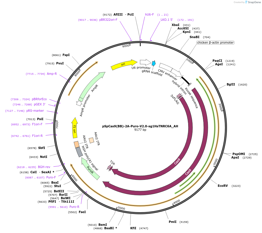 148849-plasmid-map-sequence-id-291297