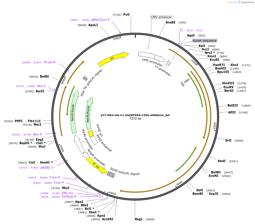 148869-plasmid-map-sequence-id-291317