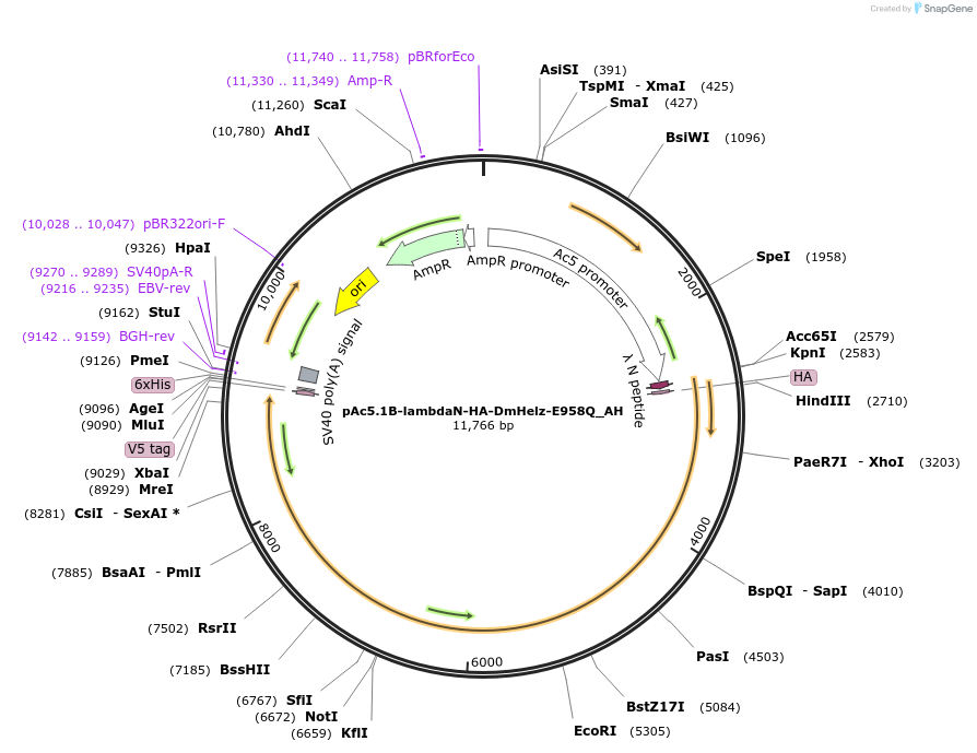 148888-plasmid-map-sequence-id-291336