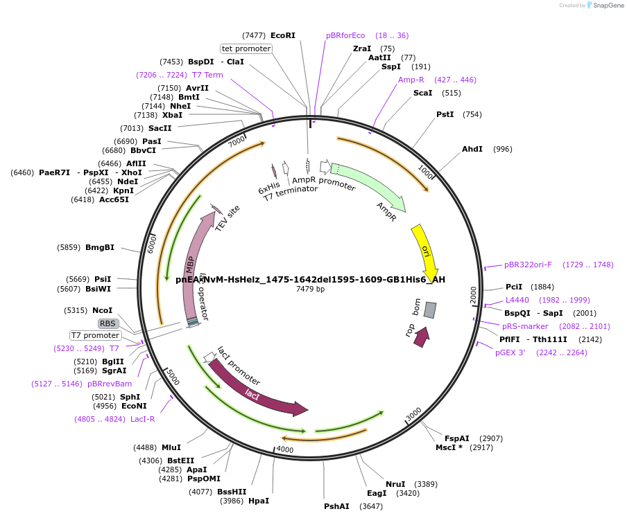 148889-plasmid-map-sequence-id-291337