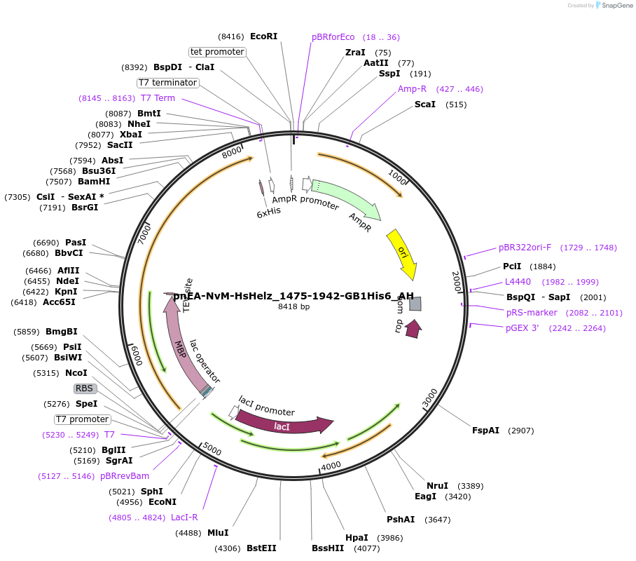 148891-plasmid-map-sequence-id-291339
