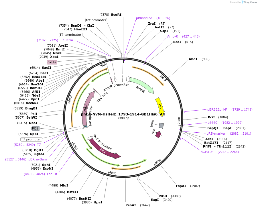 148894-plasmid-map-sequence-id-291342