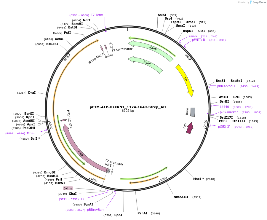 148901-plasmid-map-sequence-id-291349