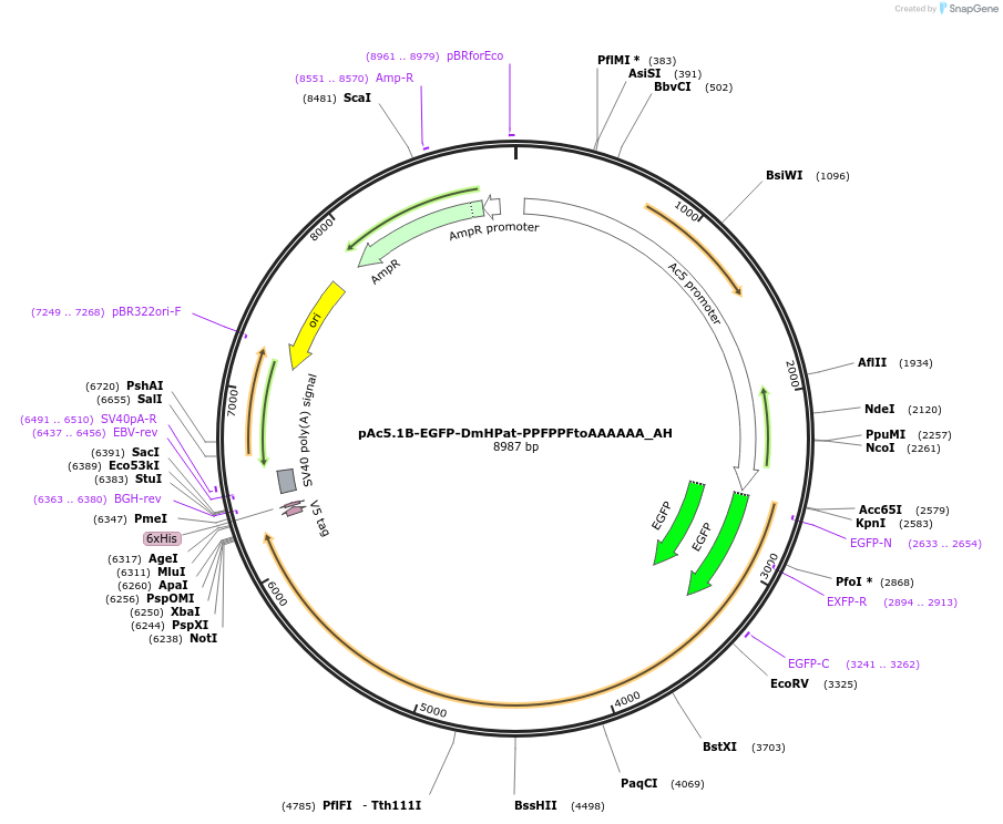 148908-plasmid-map-sequence-id-291356