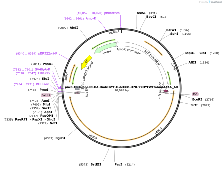 148910-plasmid-map-sequence-id-291358