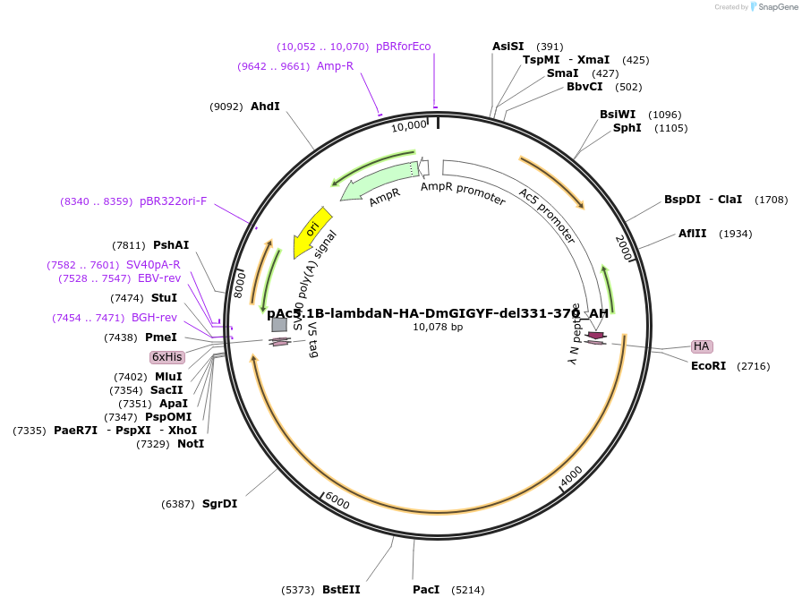 148911-plasmid-map-sequence-id-291359