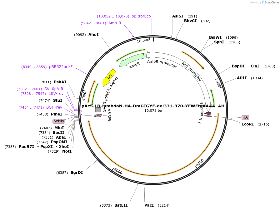 148912-plasmid-map-sequence-id-291360