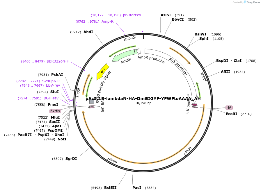 148913-plasmid-map-sequence-id-291361