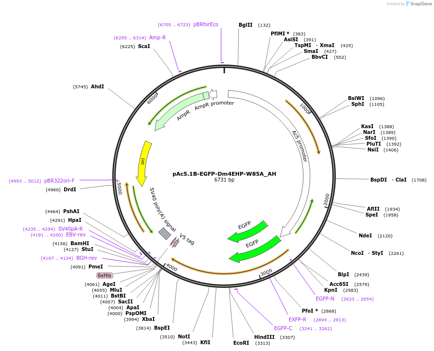 148917-plasmid-map-sequence-id-291365