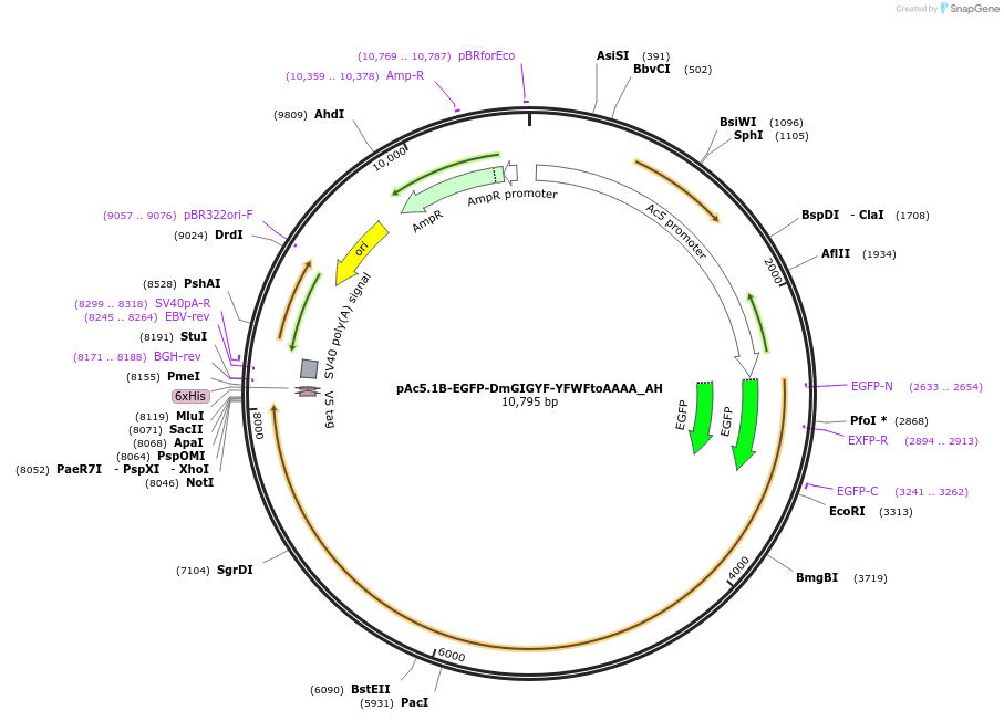 148922-plasmid-map-sequence-id-291370