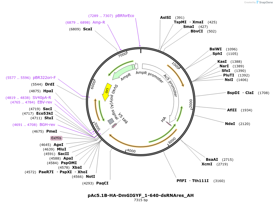 148926-plasmid-map-sequence-id-291374