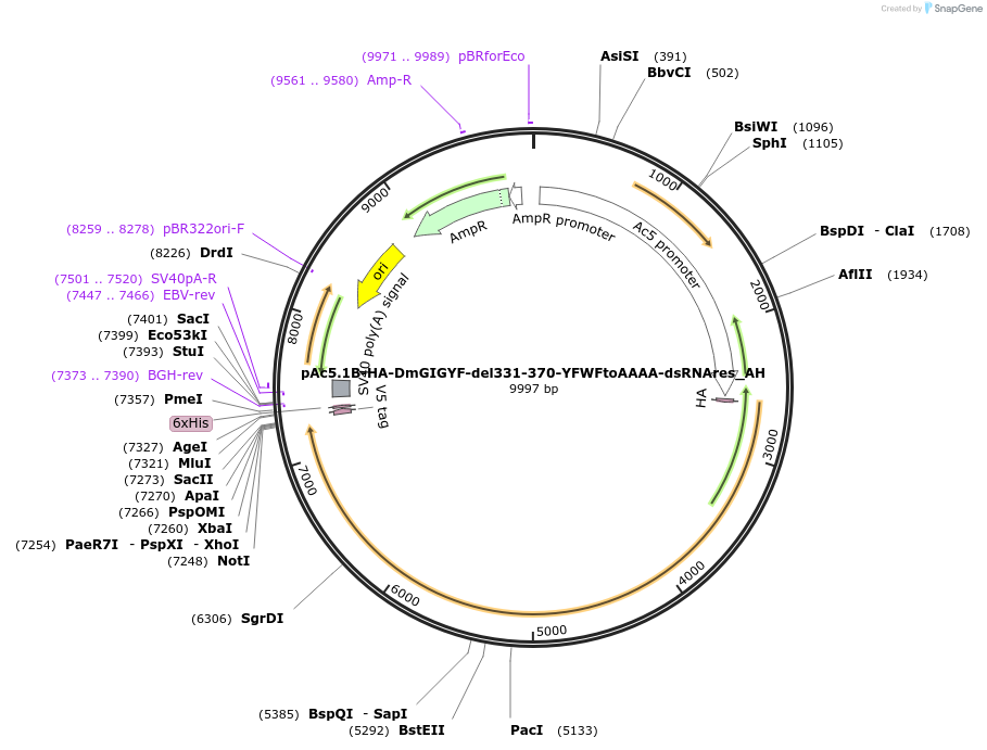 148927-plasmid-map-sequence-id-291375