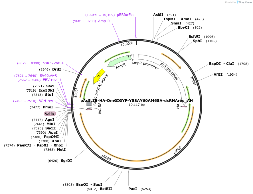 148929-plasmid-map-sequence-id-291377