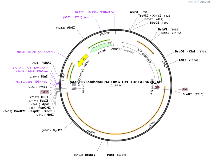 148937-plasmid-map-sequence-id-291385