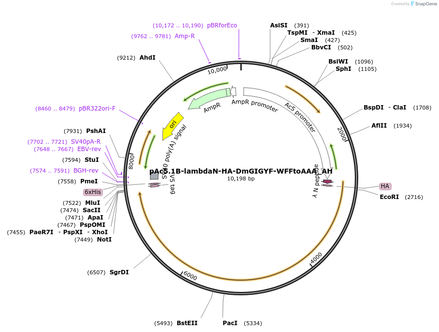 148939-plasmid-map-sequence-id-291387