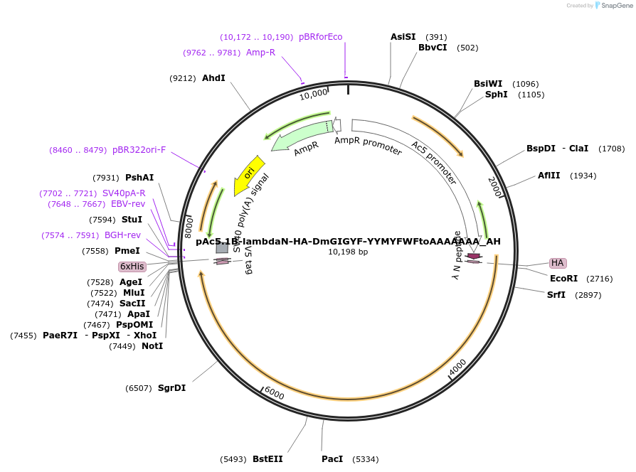 148941-plasmid-map-sequence-id-291389