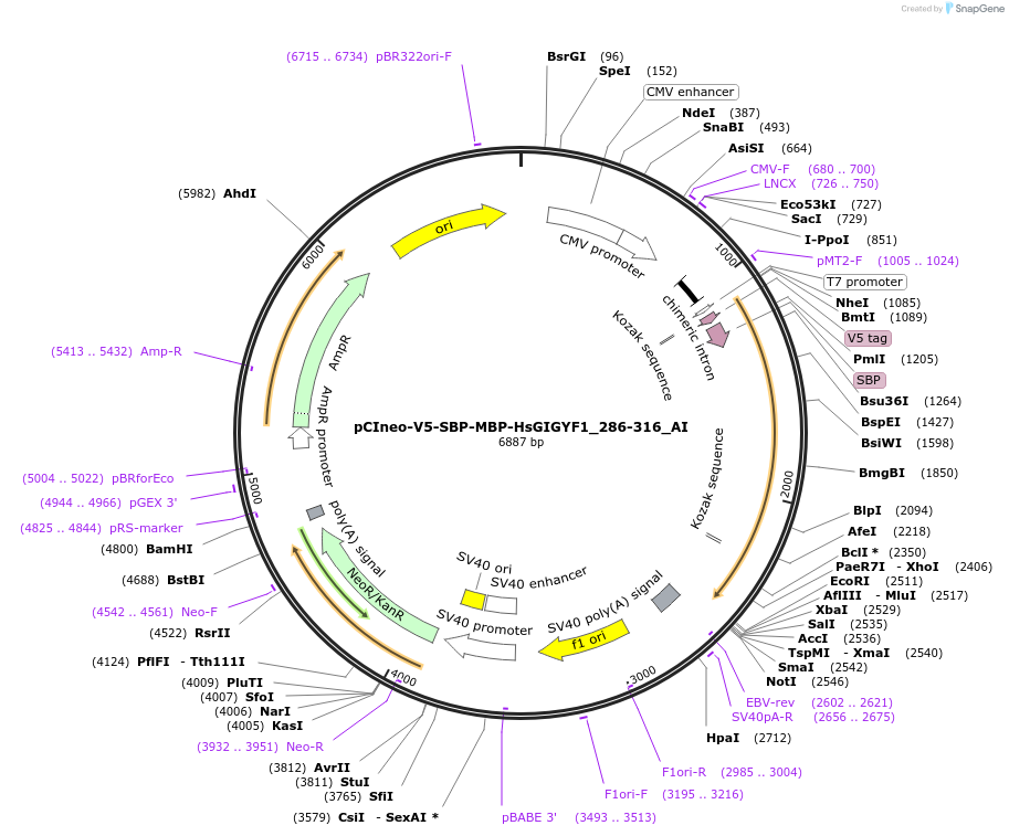 148942-plasmid-map-sequence-id-291390