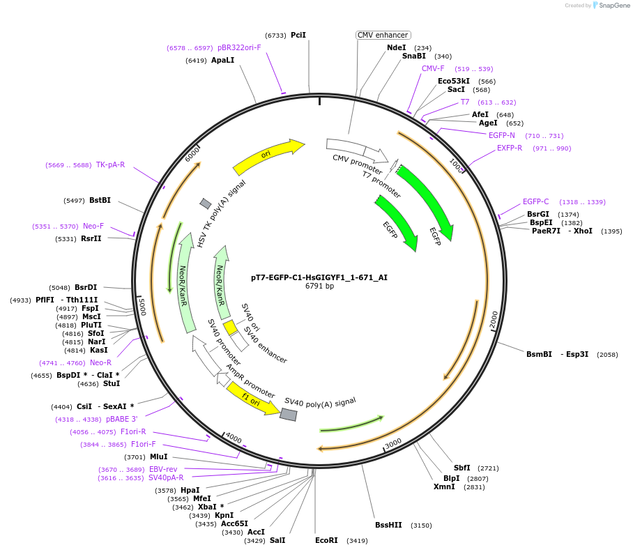 148943-plasmid-map-sequence-id-291391