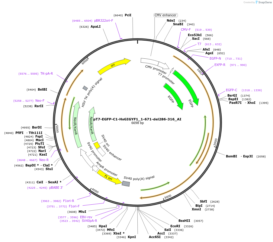 148944-plasmid-map-sequence-id-291392