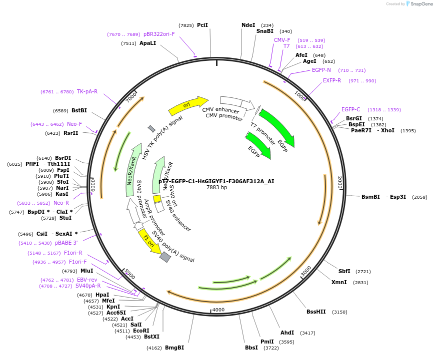 148945-plasmid-map-sequence-id-291393