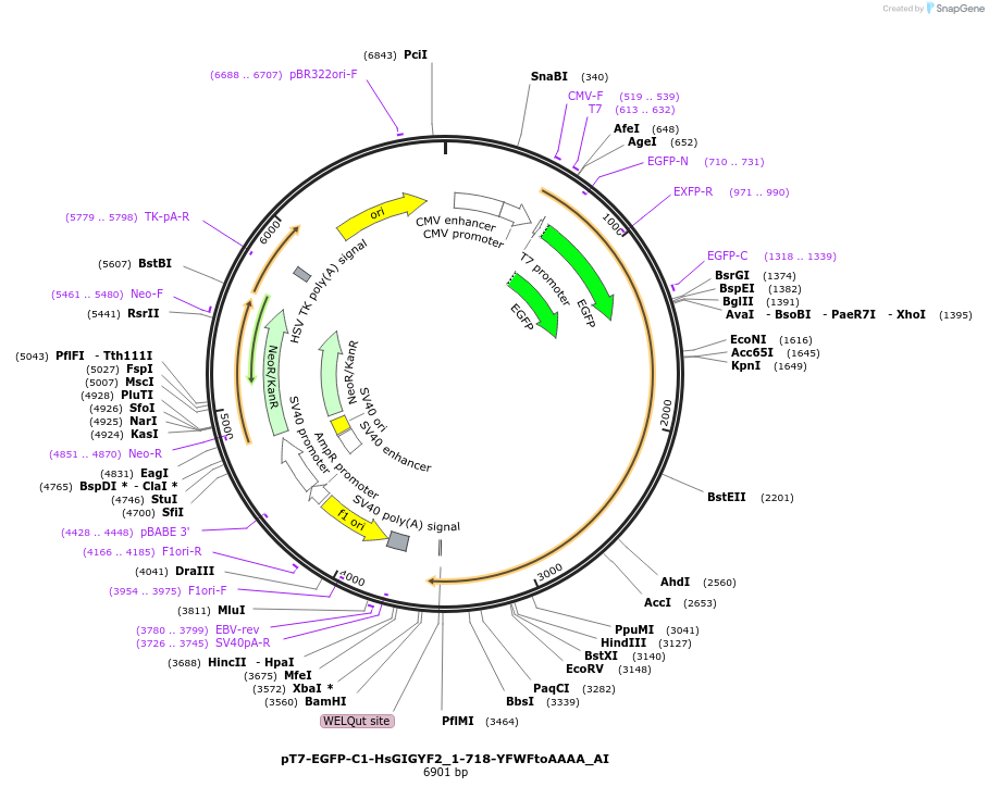 148950-plasmid-map-sequence-id-291398