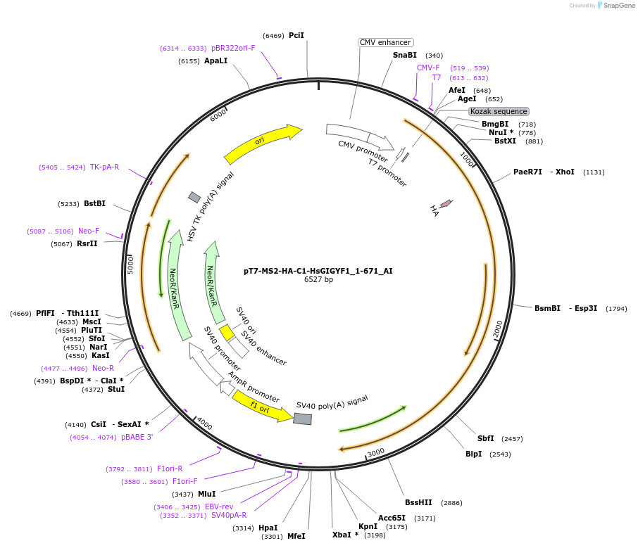 148958-plasmid-map-sequence-id-291406