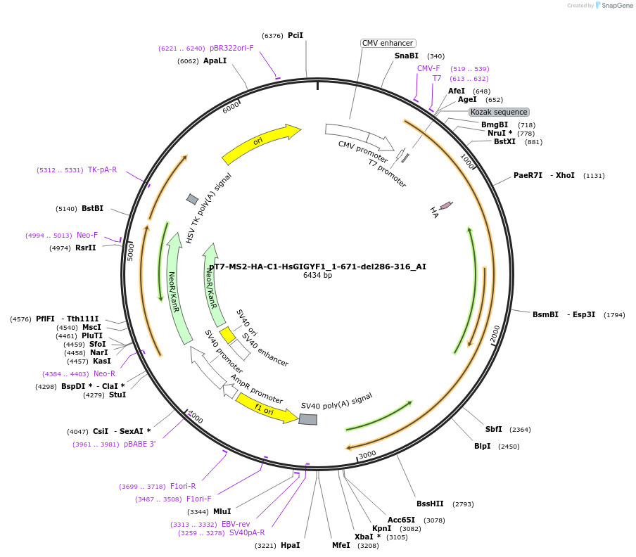 148959-plasmid-map-sequence-id-291407