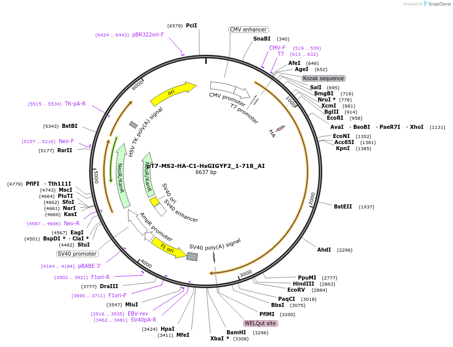148960-plasmid-map-sequence-id-291408