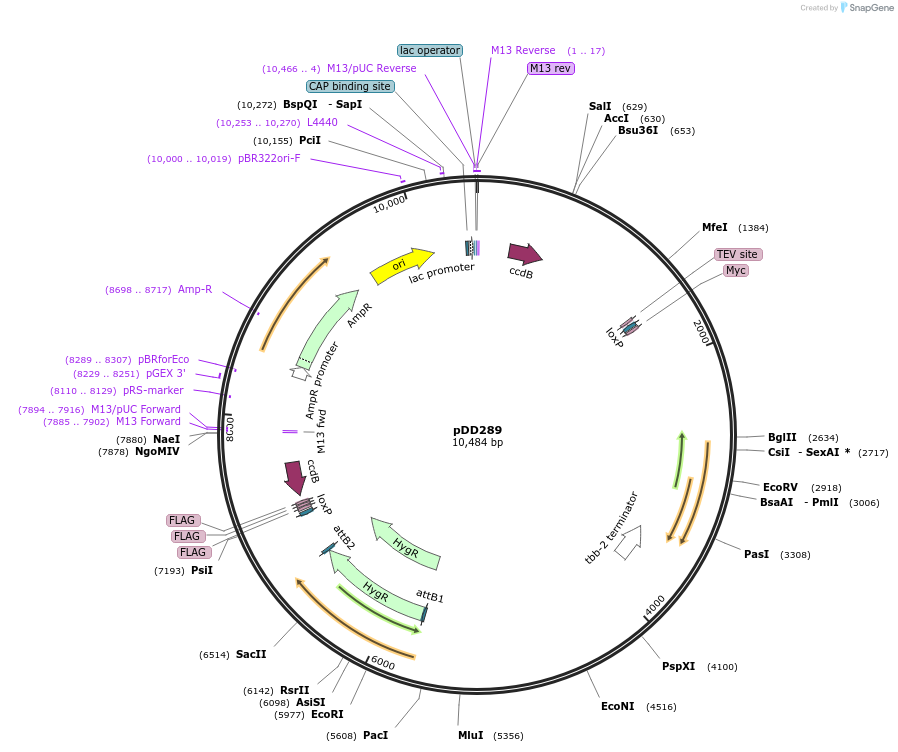 137018-plasmid-map-sequence-id-291422