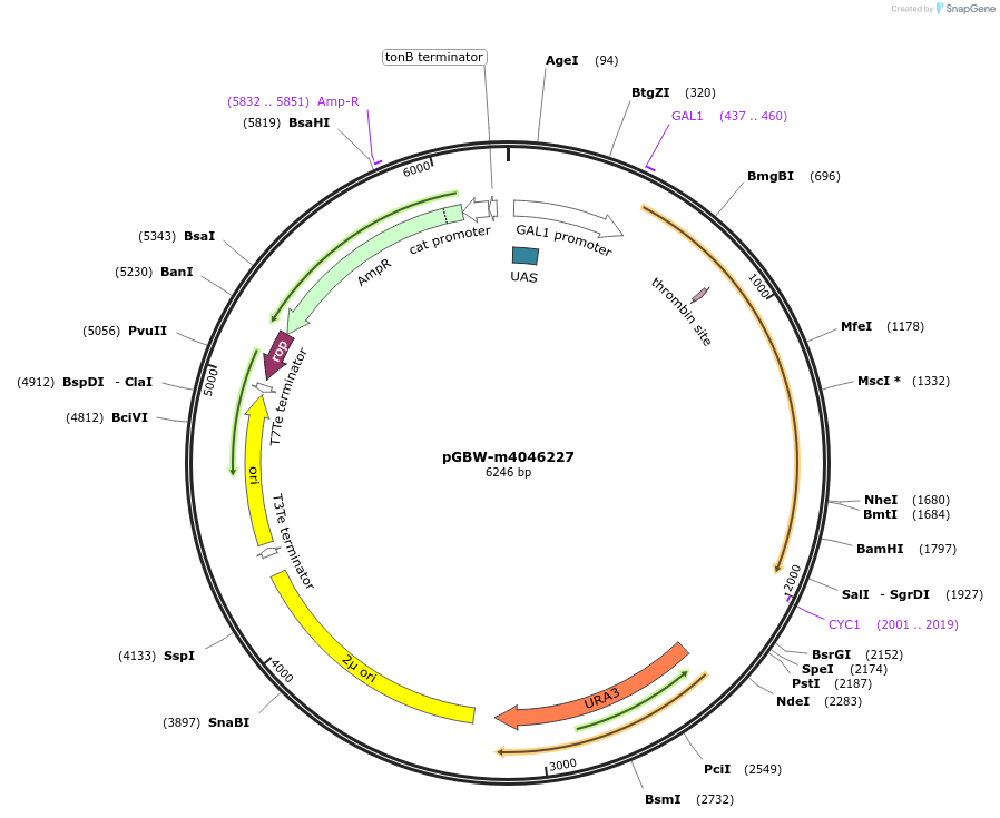 148975-plasmid-map-sequence-id-291428