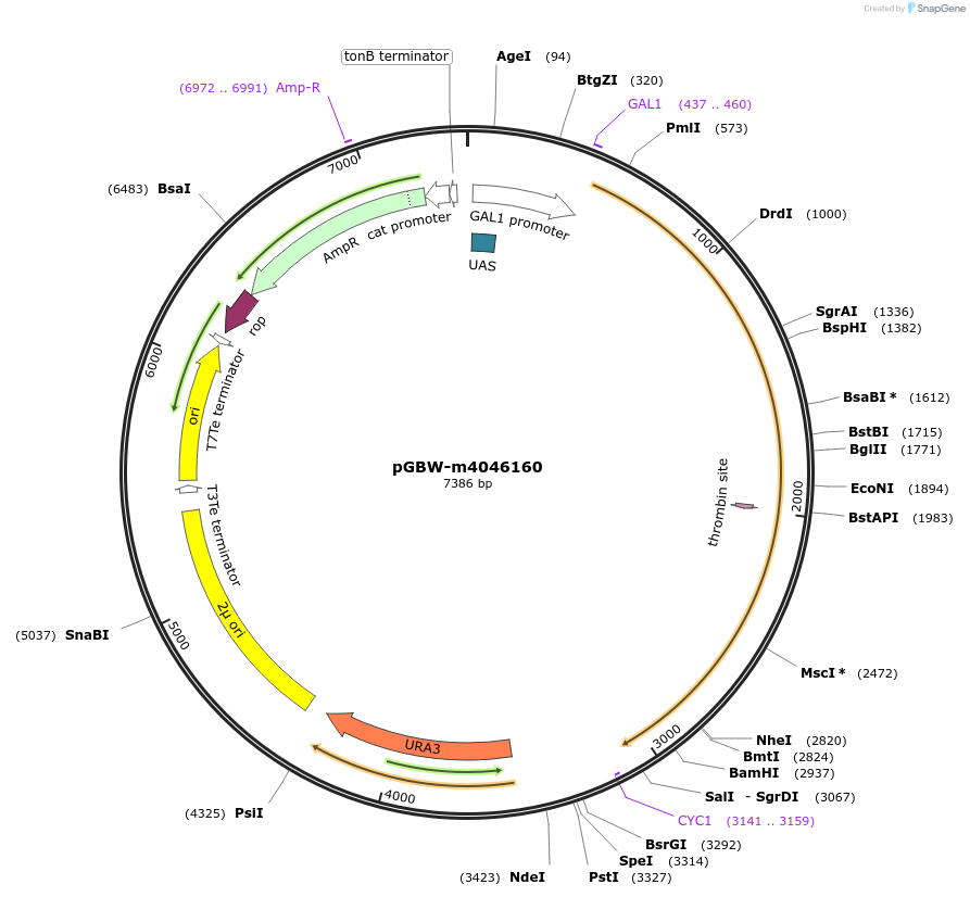 148978-plasmid-map-sequence-id-291431