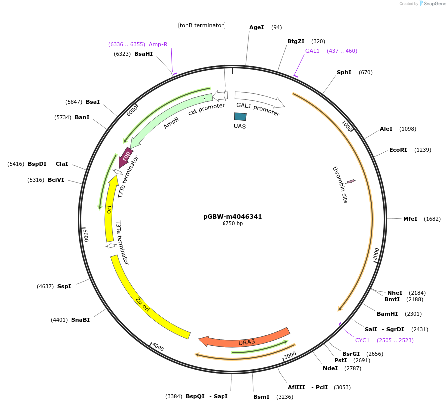 148981-plasmid-map-sequence-id-291434