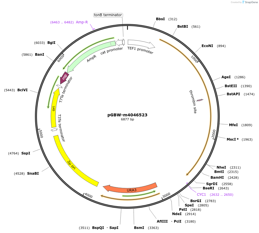 148985-plasmid-map-sequence-id-291438
