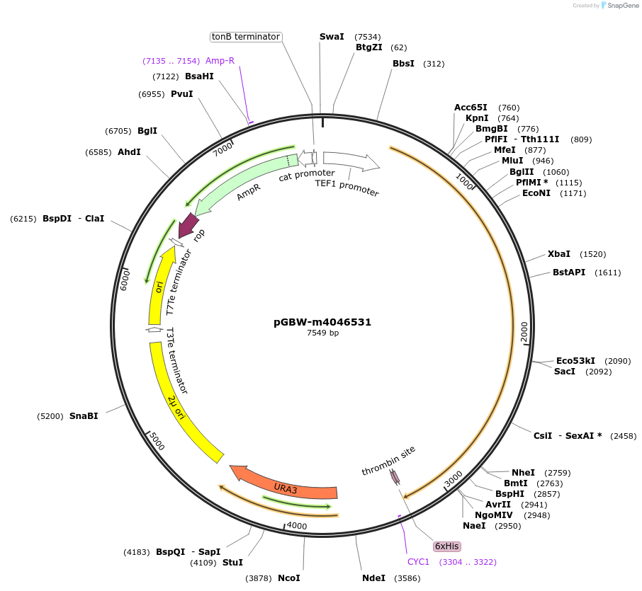 148995-plasmid-map-sequence-id-291448
