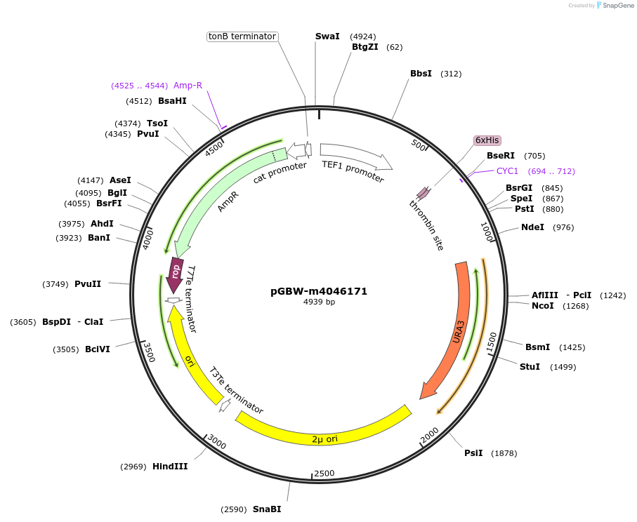 149011-plasmid-map-sequence-id-291464